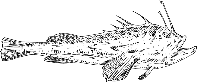 A line drawing of a monkfish