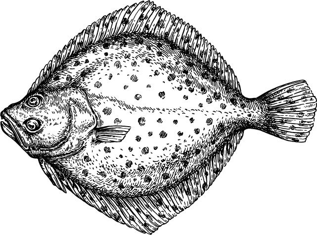 A line drawing of a turbot
