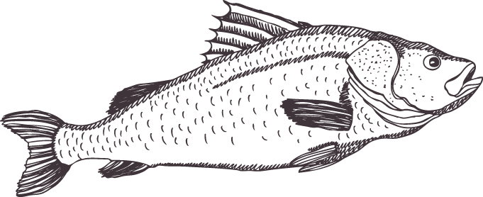 A line drawing of a wild sea bass